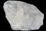 Polished Dinosaur Bone (Gembone) Section - Colorado #86821-2